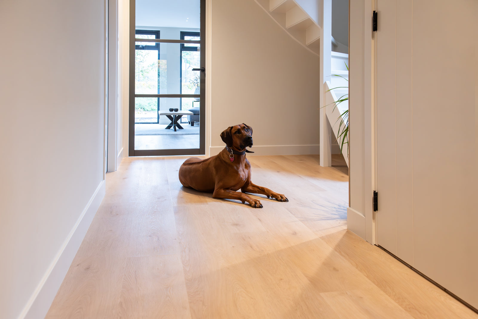 Belakos Attico 870 Rigid Click PVC-freelance groothandel