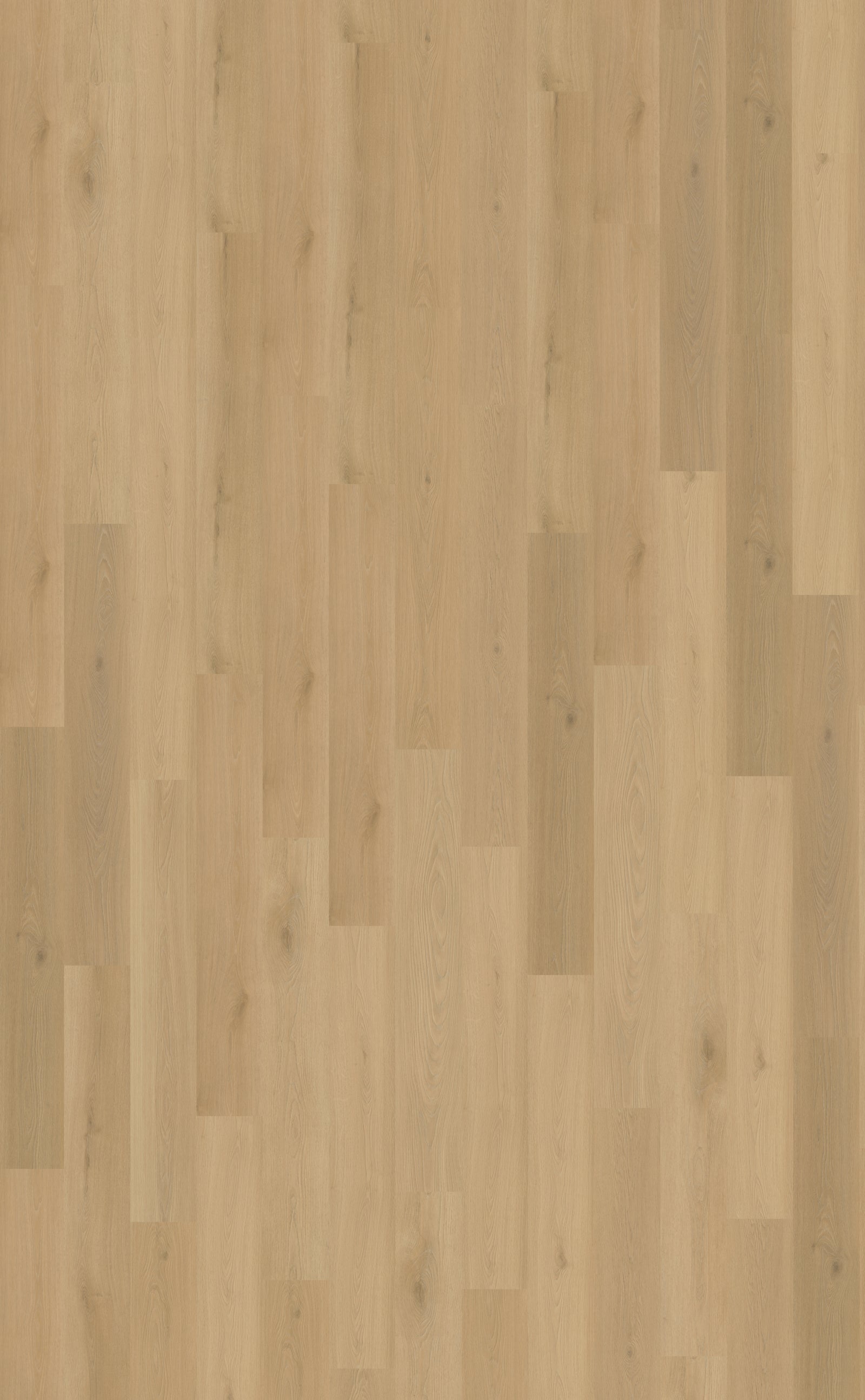 Belakos Borgo Rigid Click