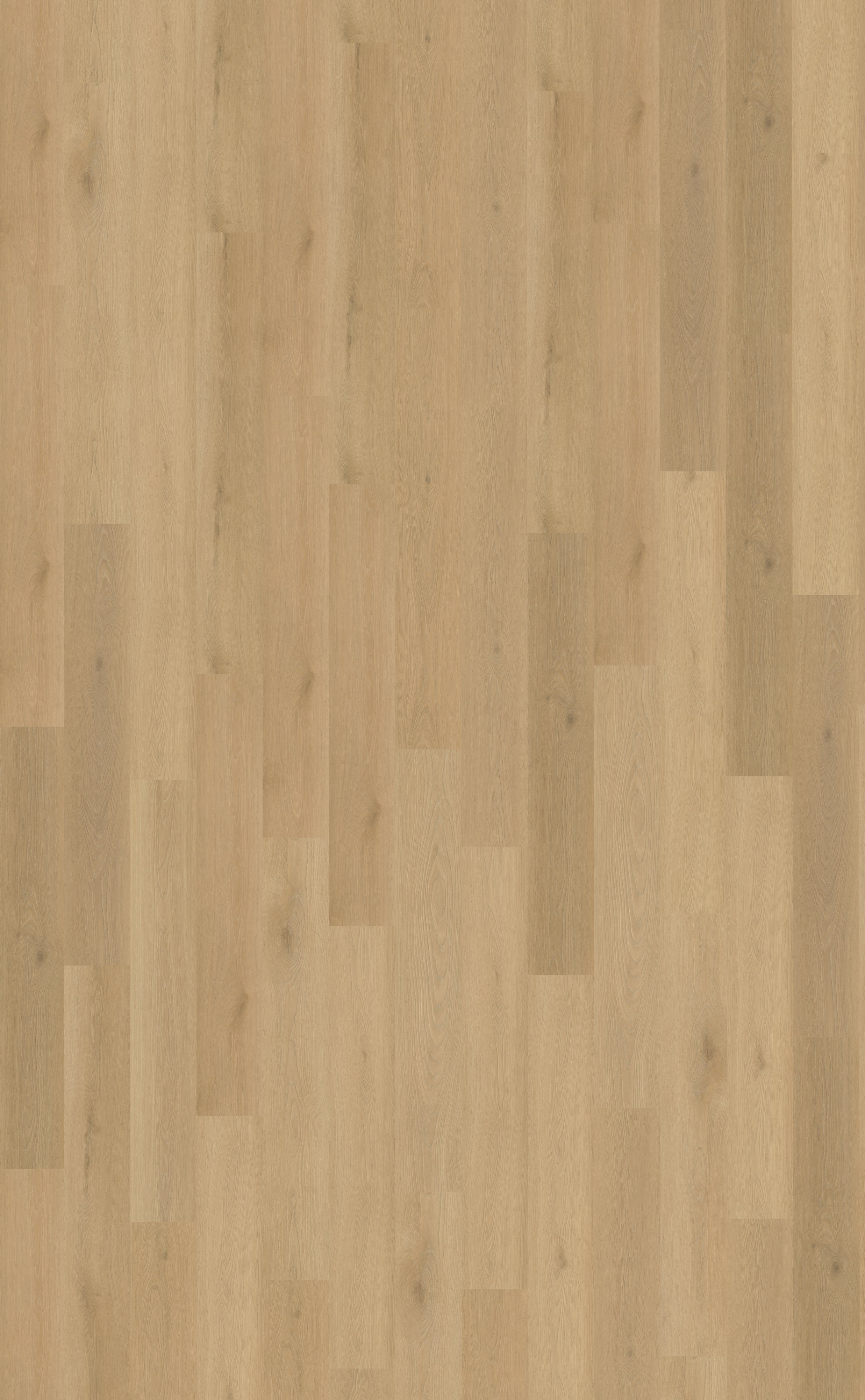 Belakos Borgo Rigid Click