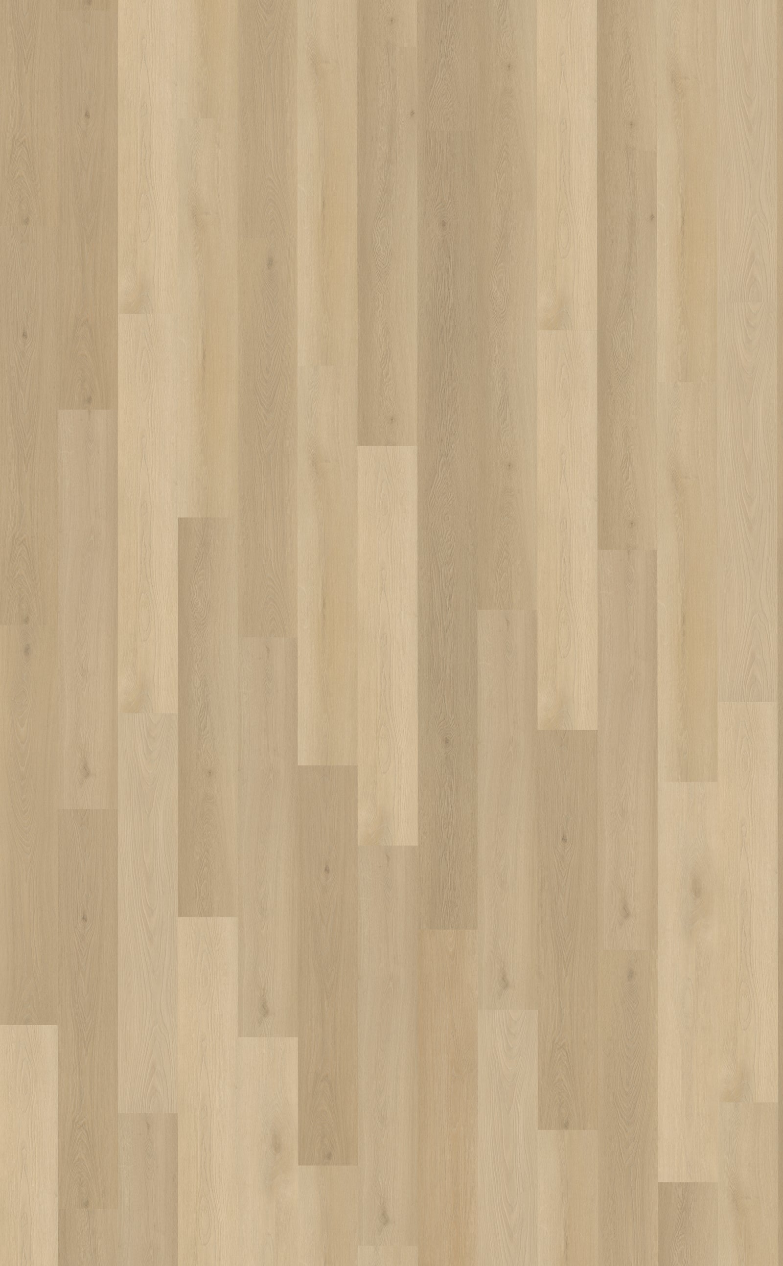 Belakos Borgo Rigid Click