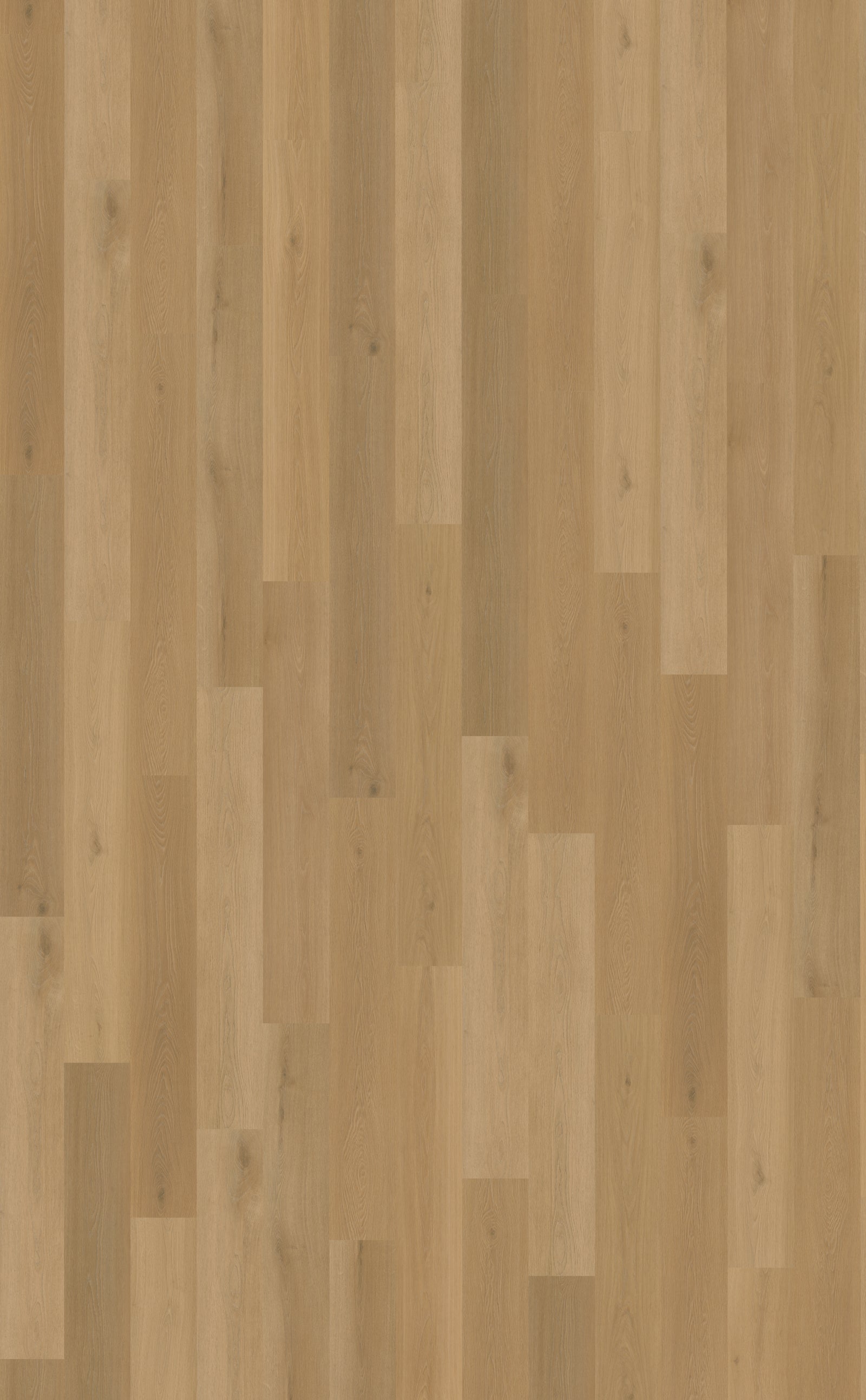 Belakos Borgo Rigid Click