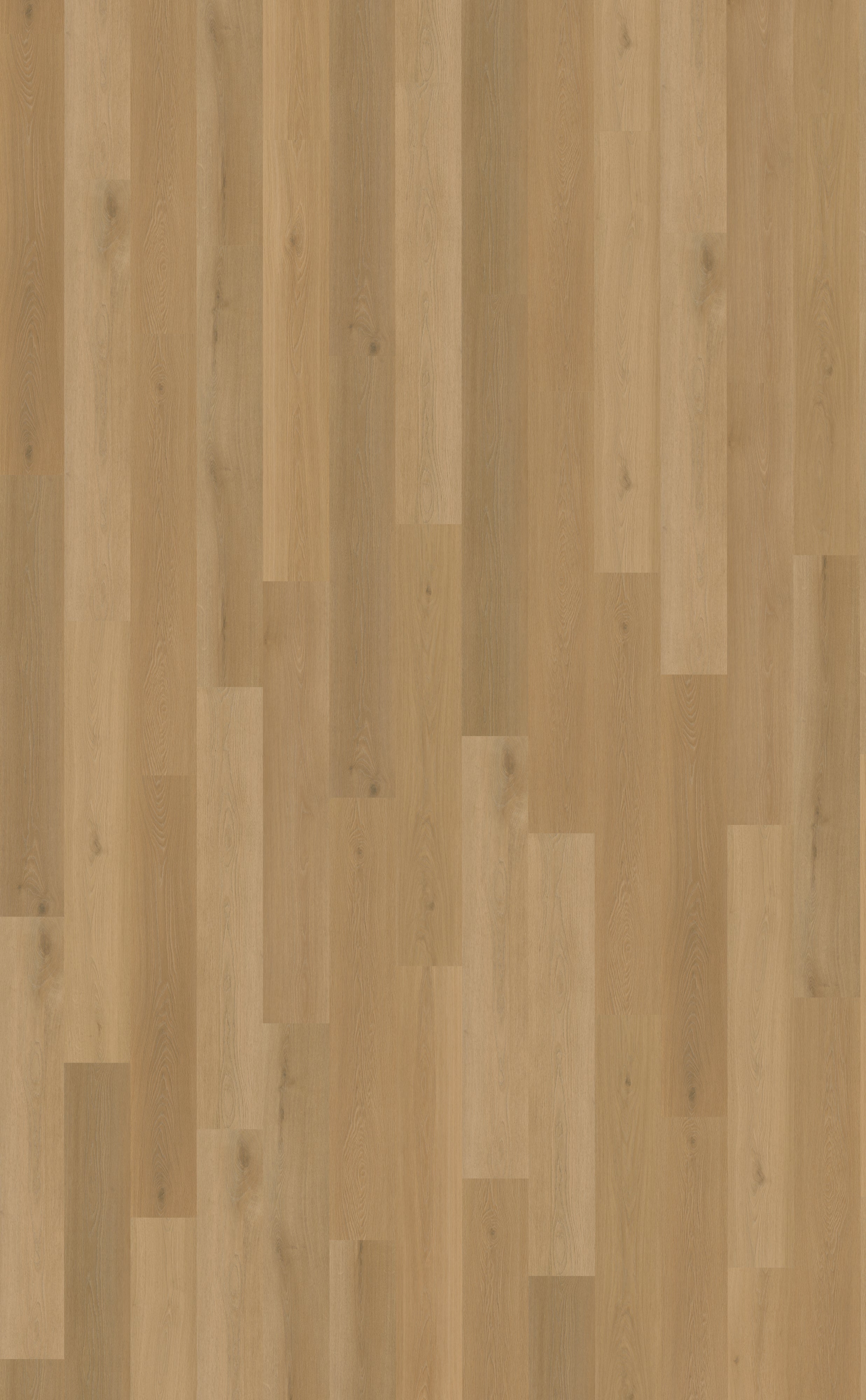 Belakos Borgo Rigid Click