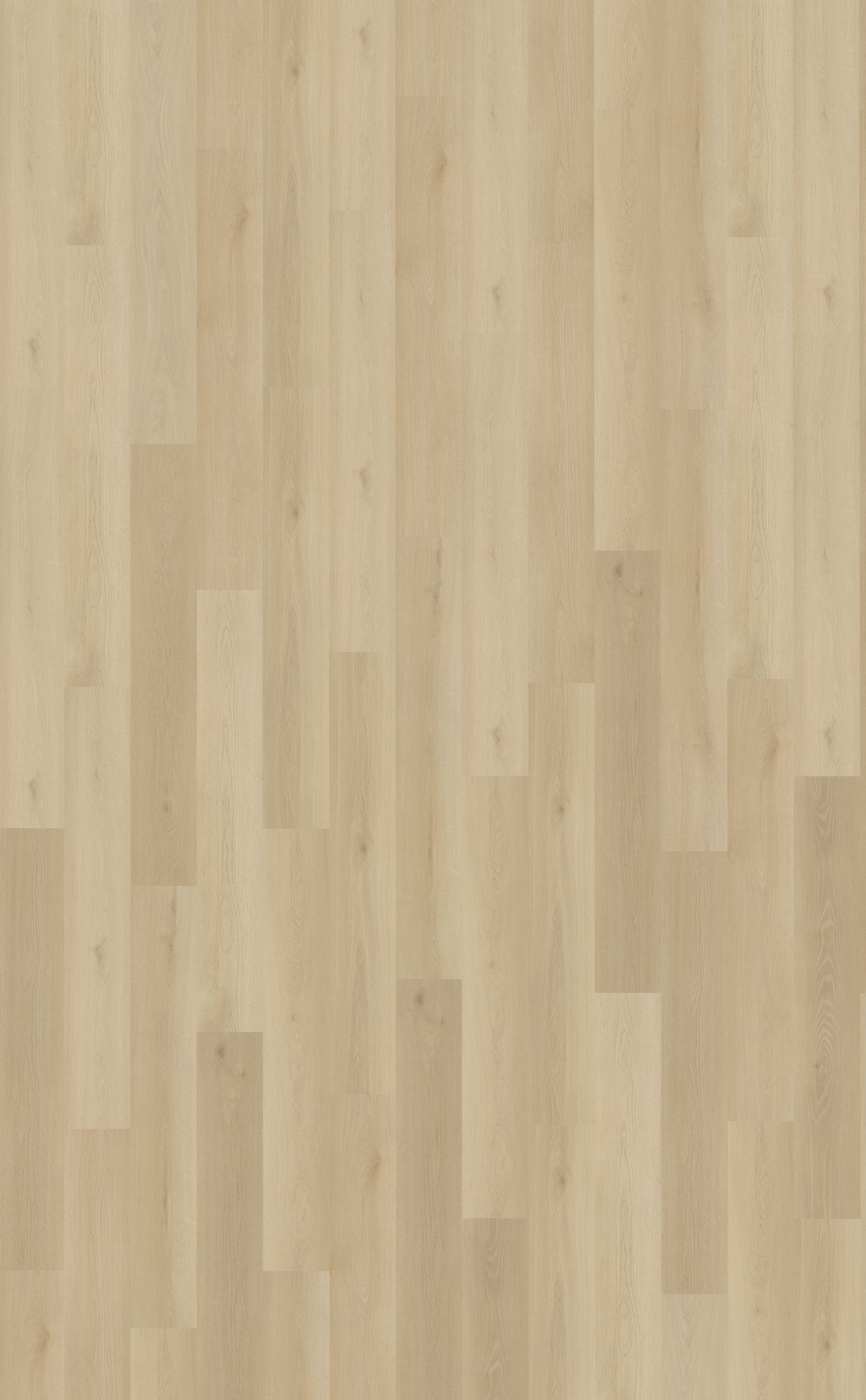 Belakos Borgo Rigid Click